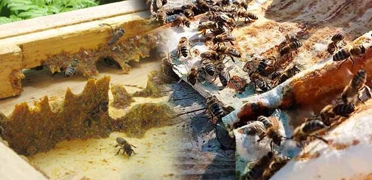 Прополис лечебные свойства и применение в народной медицине
