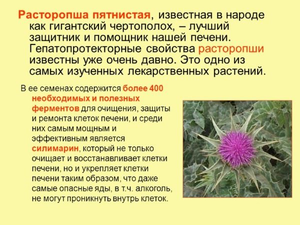 Расторопша лечебные свойства расторопши