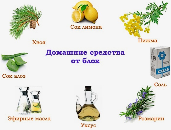 Как вывести блох в домашних условиях быстро